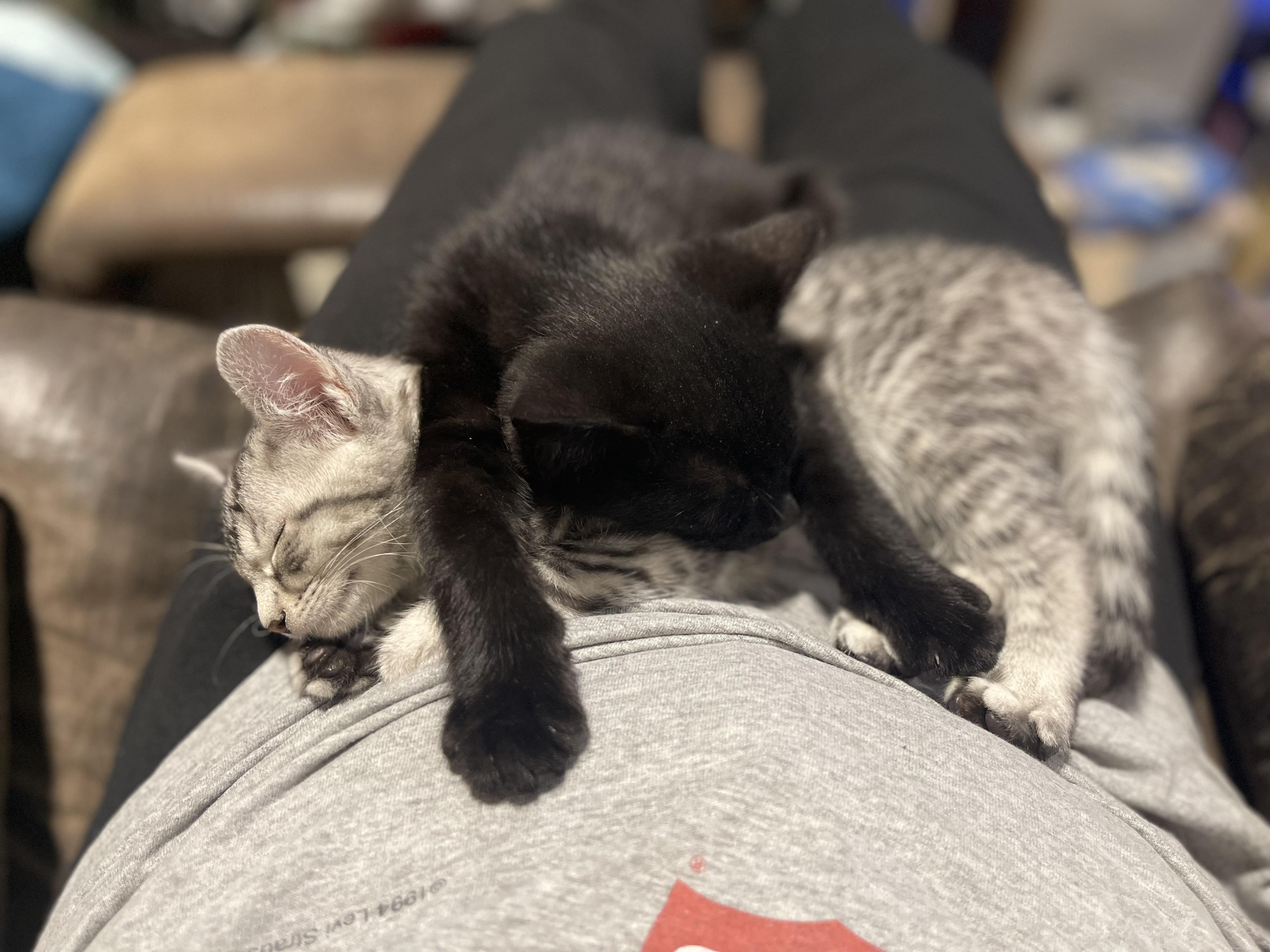 Enlarge Kuromi , an adopted Domestic Short Hair in Winnipeg, MB image 2/2