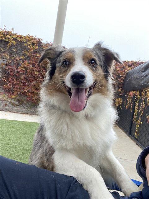 Farrah, Adopted, Adult Female Australian Shepherd.