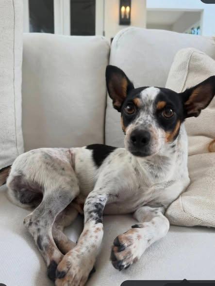 Rufus, a ADOPTABLE Rat Terrier in Miami, FL image 1/4