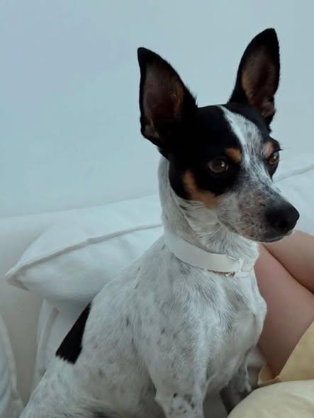 Rufus, a ADOPTABLE Rat Terrier in Miami, FL image 4/4
