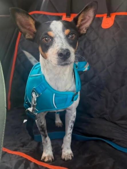 Rufus, a ADOPTABLE Rat Terrier in Miami, FL image 2/4