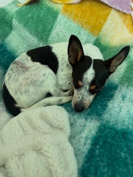 Rufus, a ADOPTABLE Rat Terrier in Miami, FL image 3/4