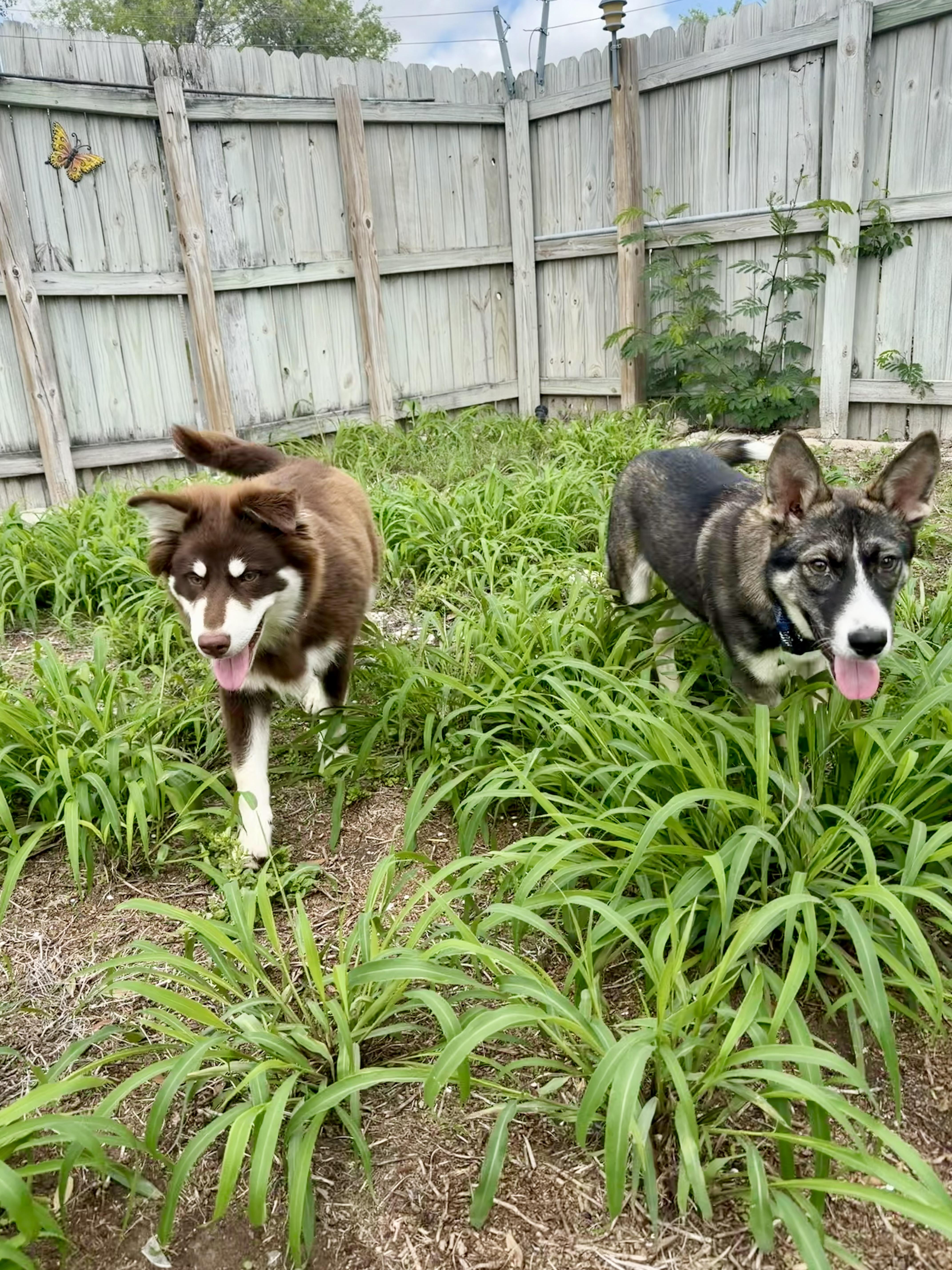 Enlarge Makio, a Adoptable mixed breed in Brownsville, TX image 5/6
