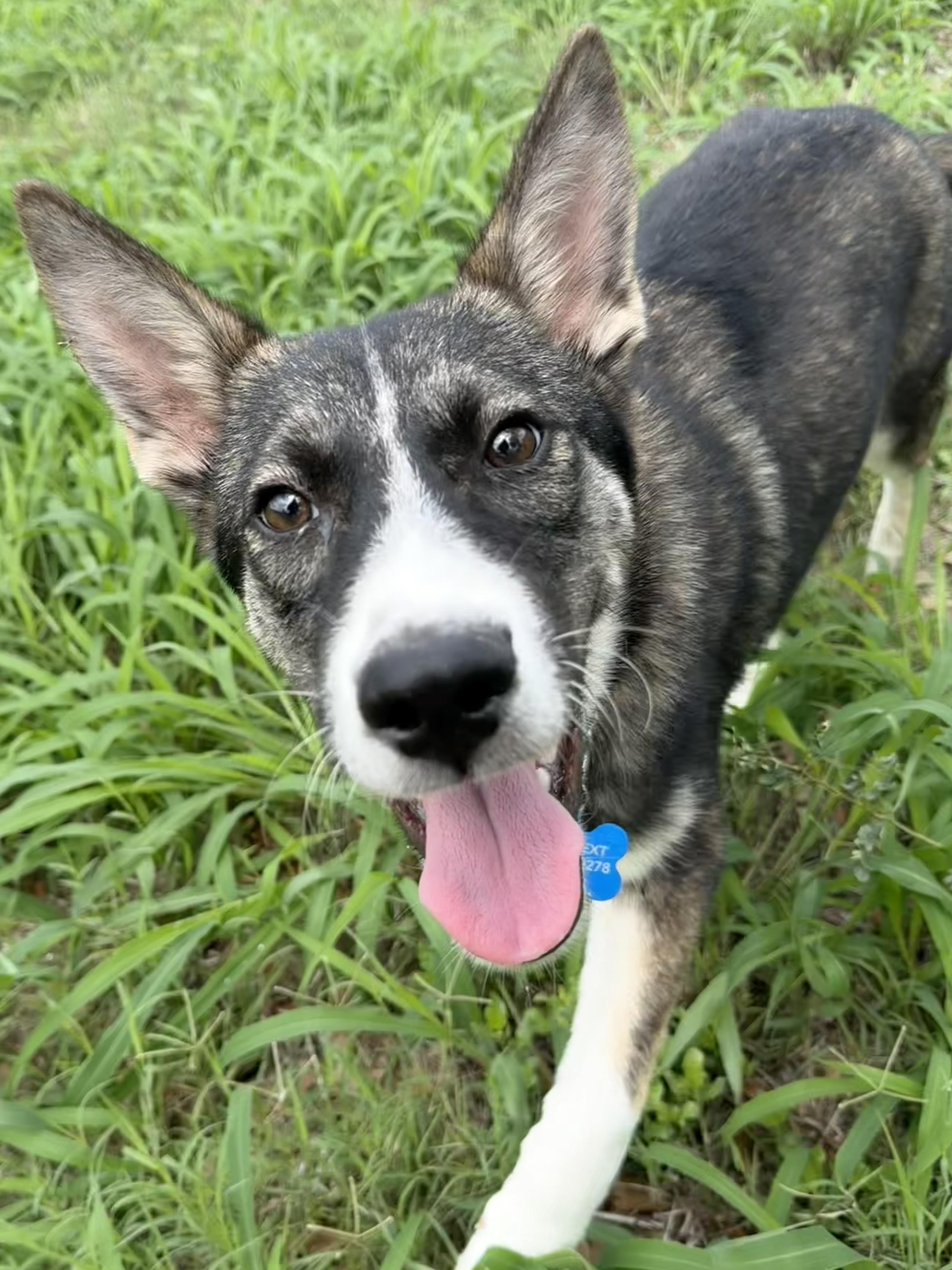 Enlarge Makio, a Adoptable mixed breed in Brownsville, TX image 2/6