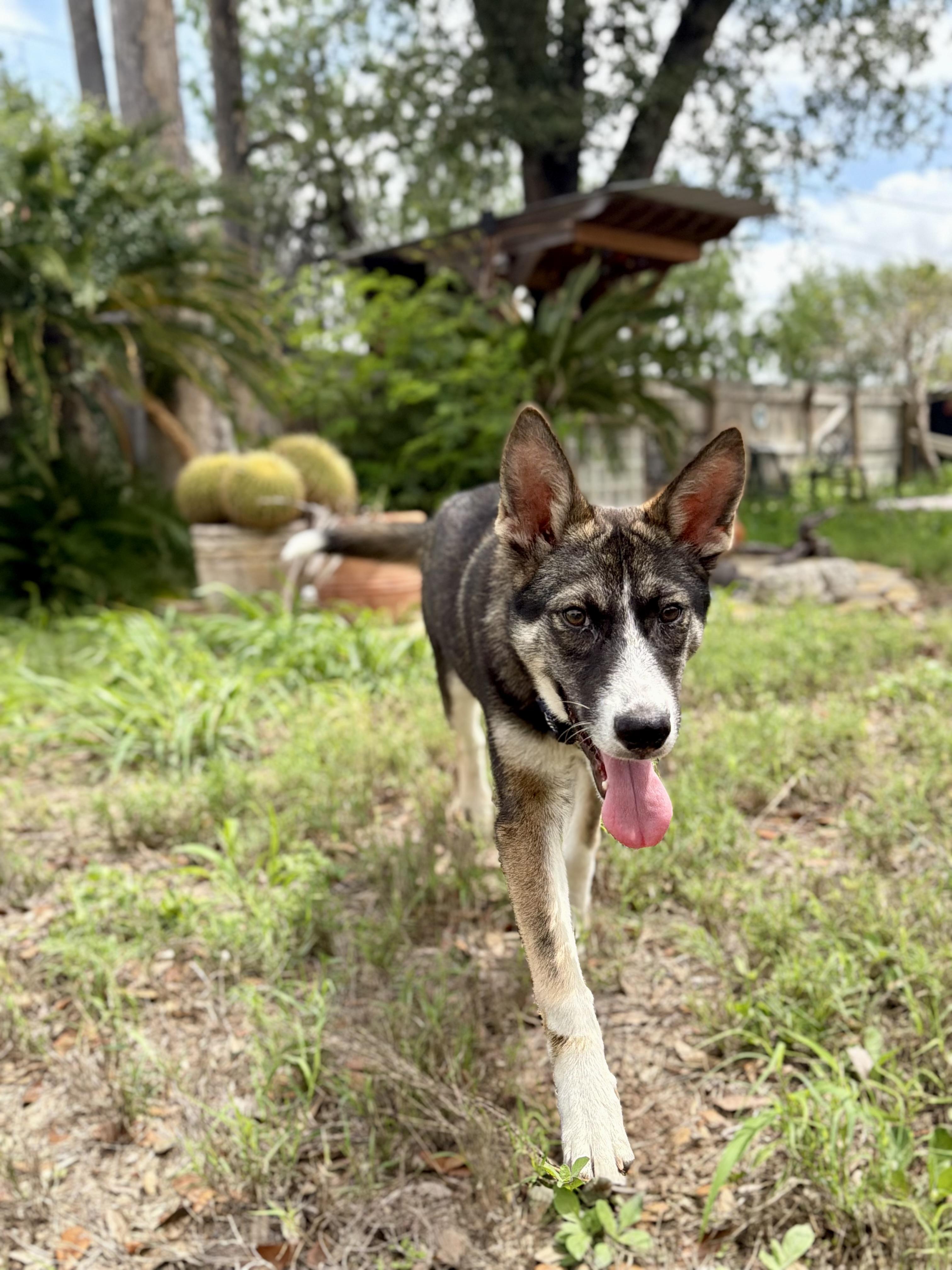 Enlarge Makio, a Adoptable mixed breed in Brownsville, TX image 3/6