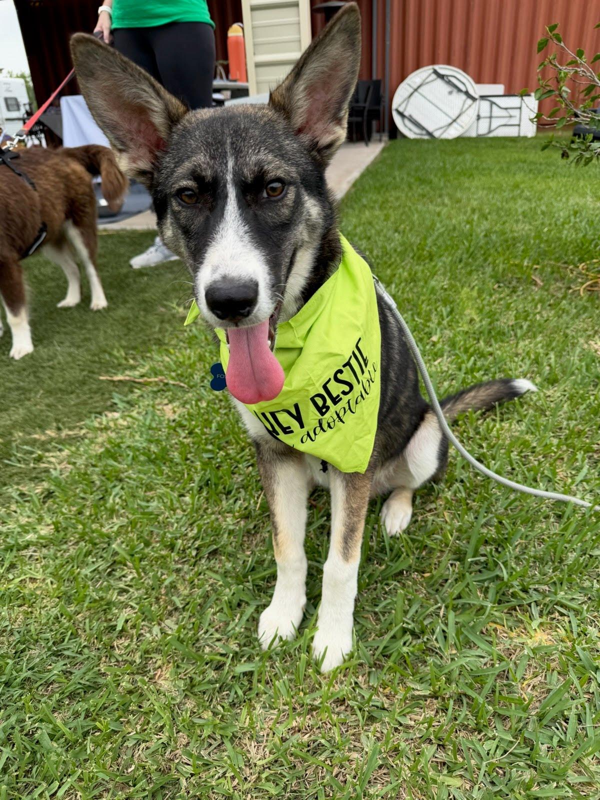 Makio, Adoptable, Puppy Male Siberian Husky & Australian Shepherd.