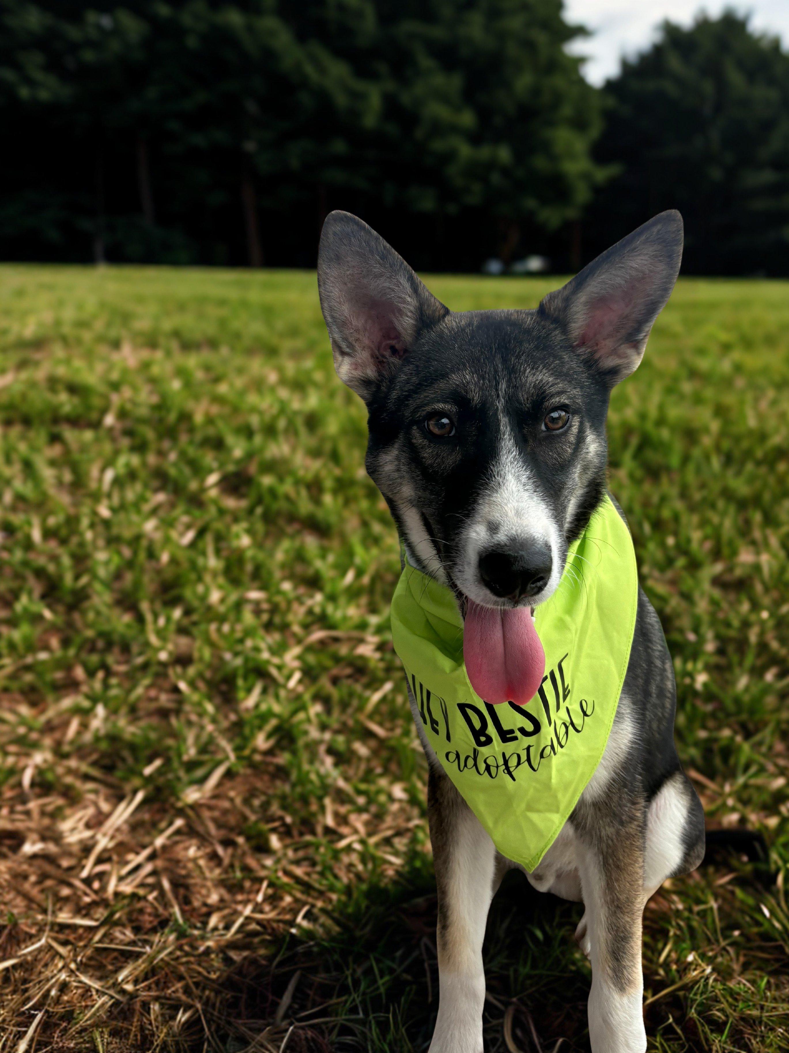 Enlarge Makio, a Adoptable mixed breed in Brownsville, TX image 6/6
