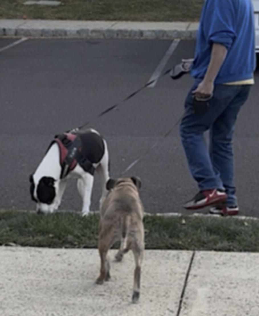Enlarge Maya, a Adoptable mixed breed in Albany, NY image 5/6