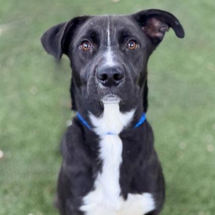 Ross, Adoptable, Young Male Pit Bull Terrier.