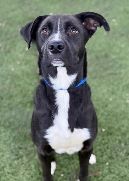 Ross, a Adoptable mixed breed in Red Bluff, CA image 2/2
