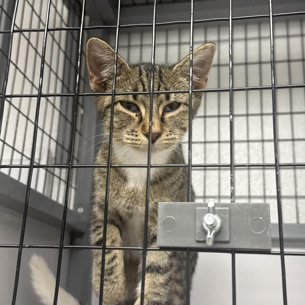 Leaf, Adoptable, Kitten Male Domestic Short Hair.