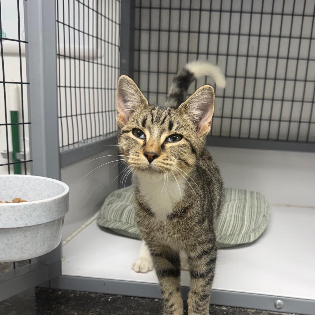 Enlarge Leaf, a Adoptable Domestic Short Hair in Shelbyville, IL image 2/2