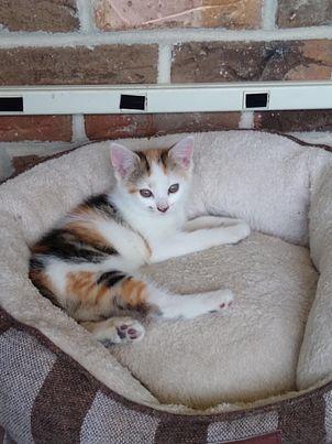 Peninnah, Adopted, Young Female Domestic Short Hair.