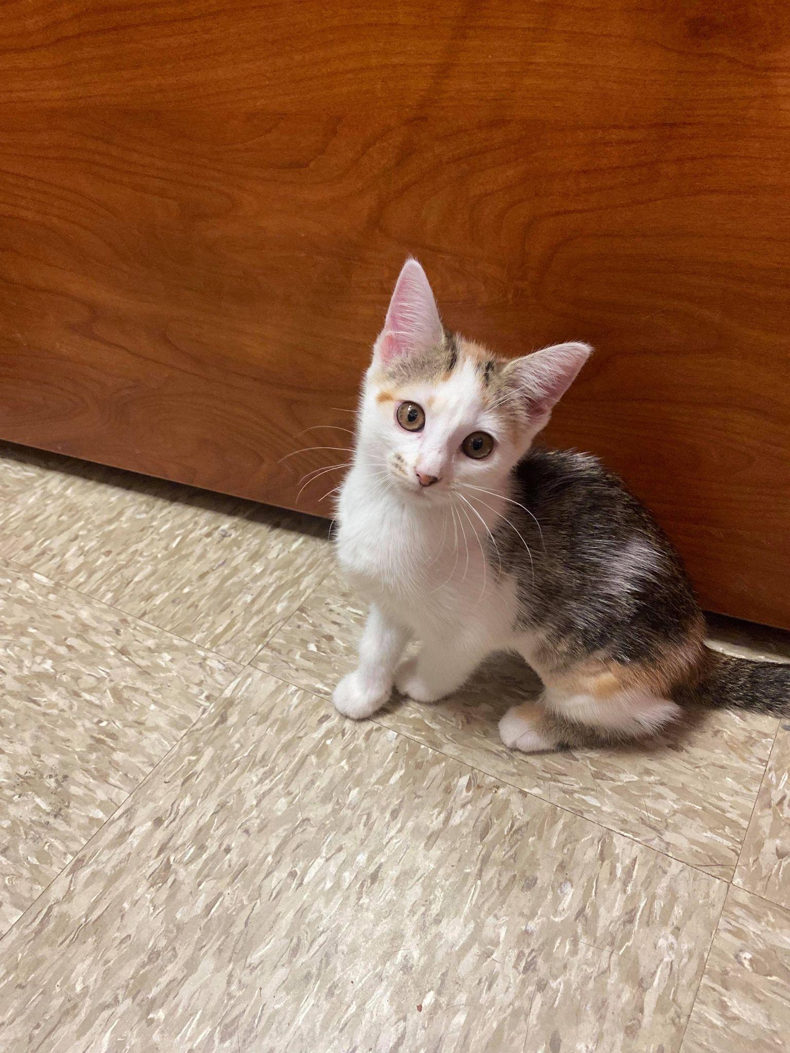 Peninnah, a Adopted Domestic Short Hair in Camden, SC image 2/2