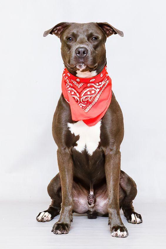Enlarge Jaxson, an adoptable mixed breed in Sanford, FL image 2/3