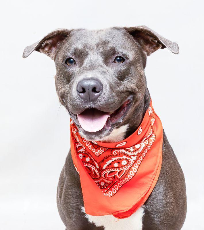 Jaxson, adoptable, Adult Male Terrier.