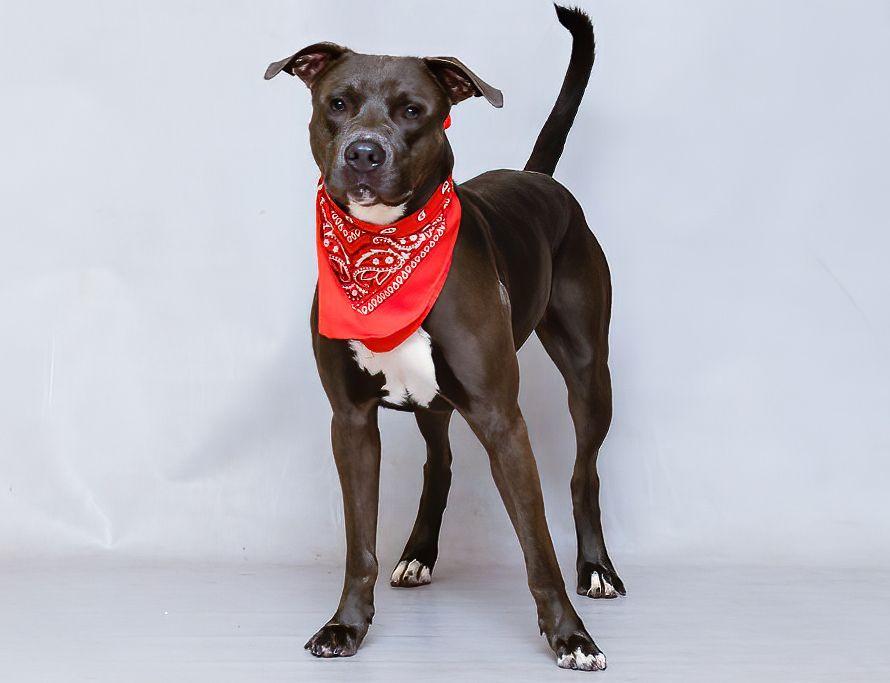 Enlarge Jaxson, an adoptable mixed breed in Sanford, FL image 3/3