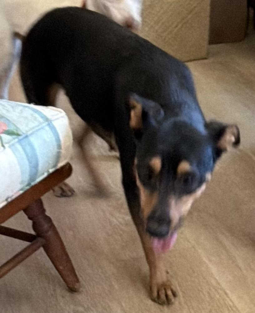 Maya- Mama, ADOPTABLE, Young • Female, Australian Kelpie & Miniature Pinscher.