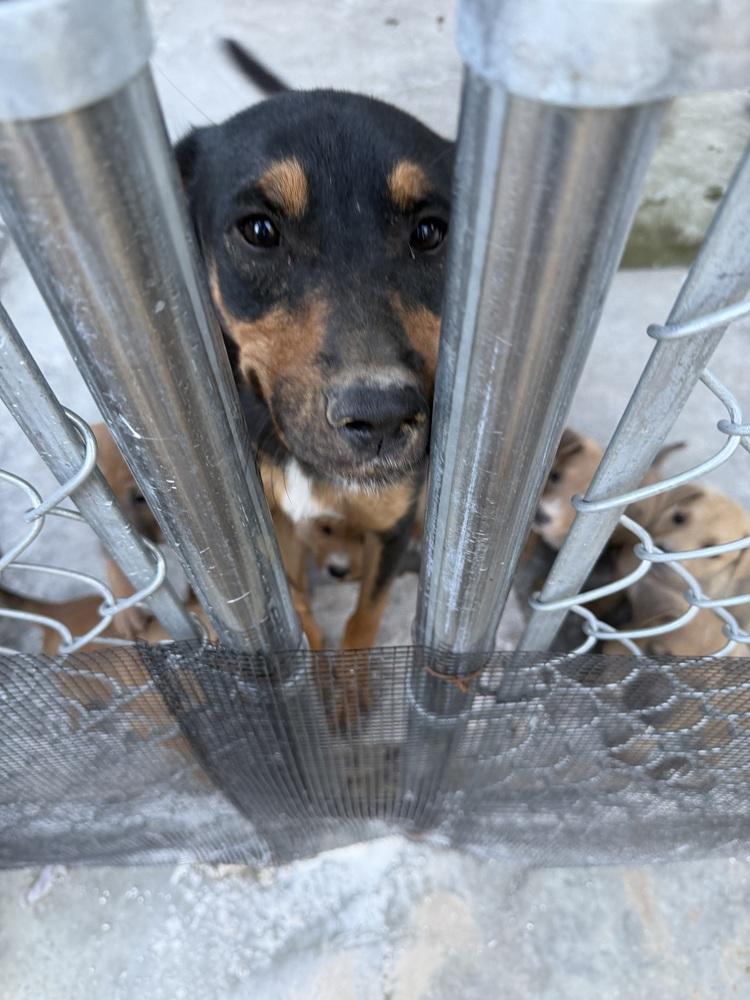 Enlarge Maya- Mama, a Adoptable mixed breed in Bonita, CA image 2/3