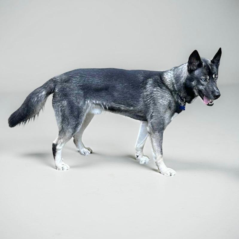 Jaxson, Adult Male Husky