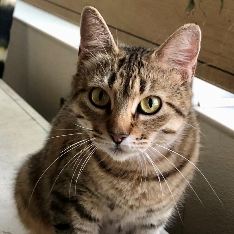 Joyce, Young Female Domestic Short Hair
