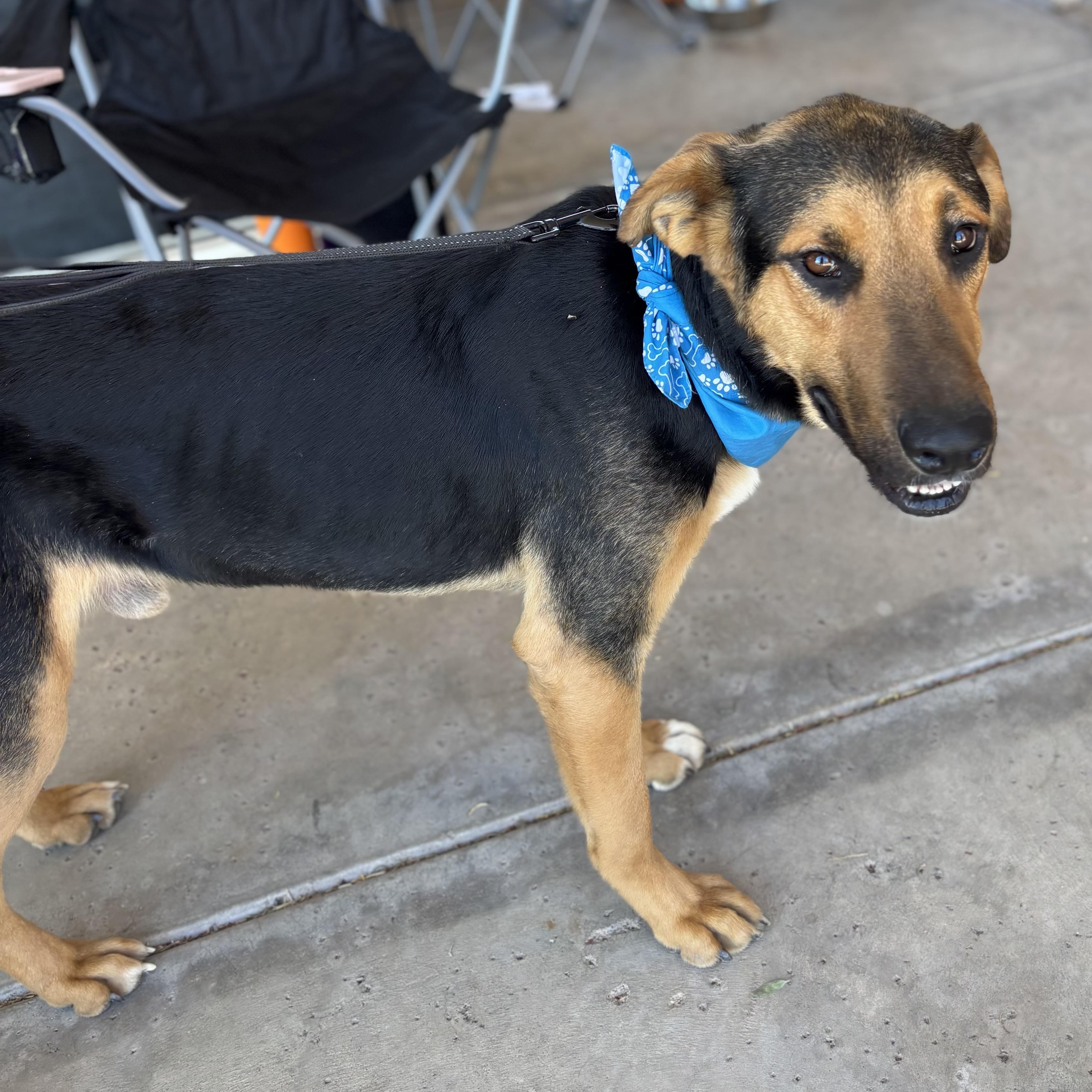 Enlarge Moose, an adopted mixed breed in Phoenix, AZ image 2/6