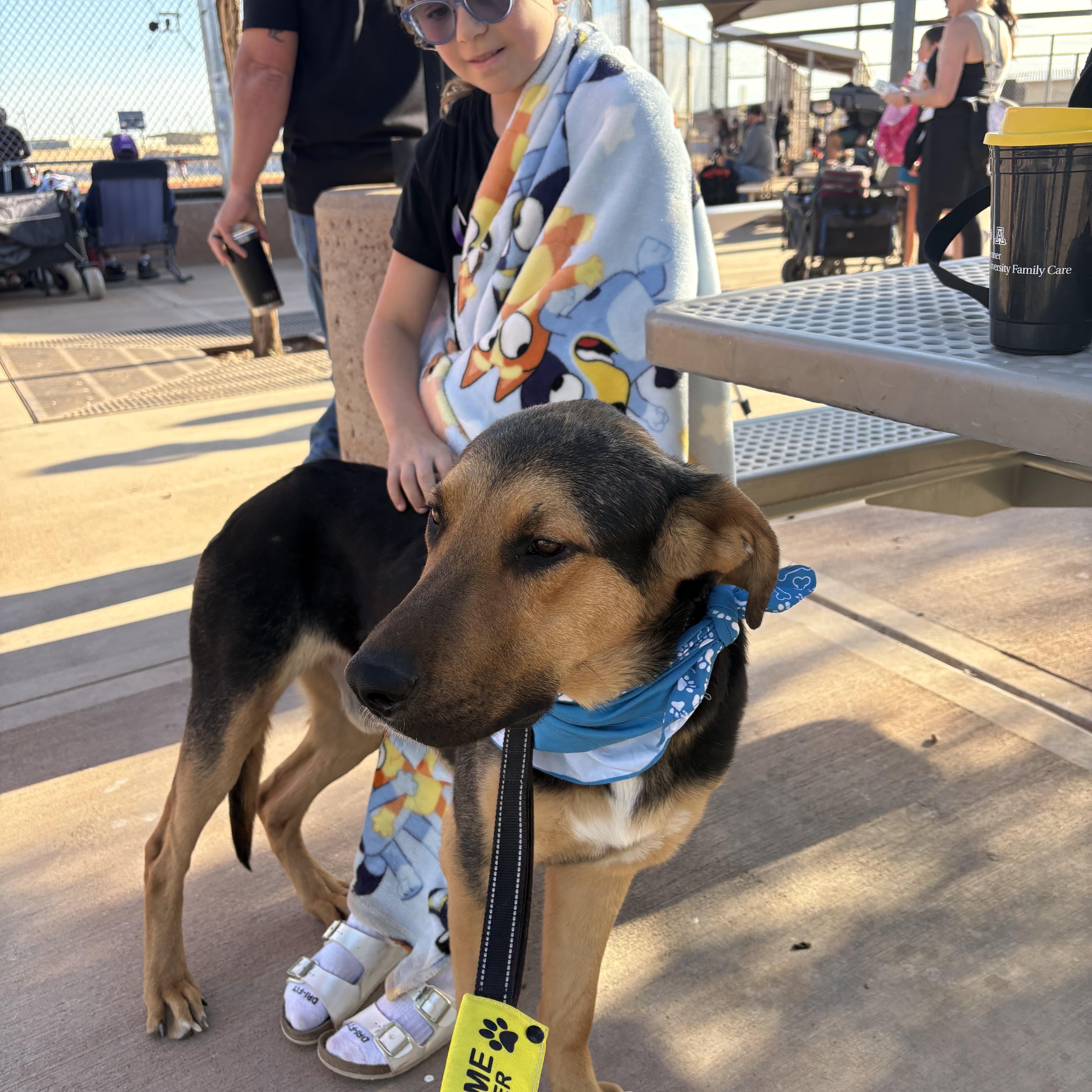 Enlarge Moose, an adopted mixed breed in Phoenix, AZ image 6/6