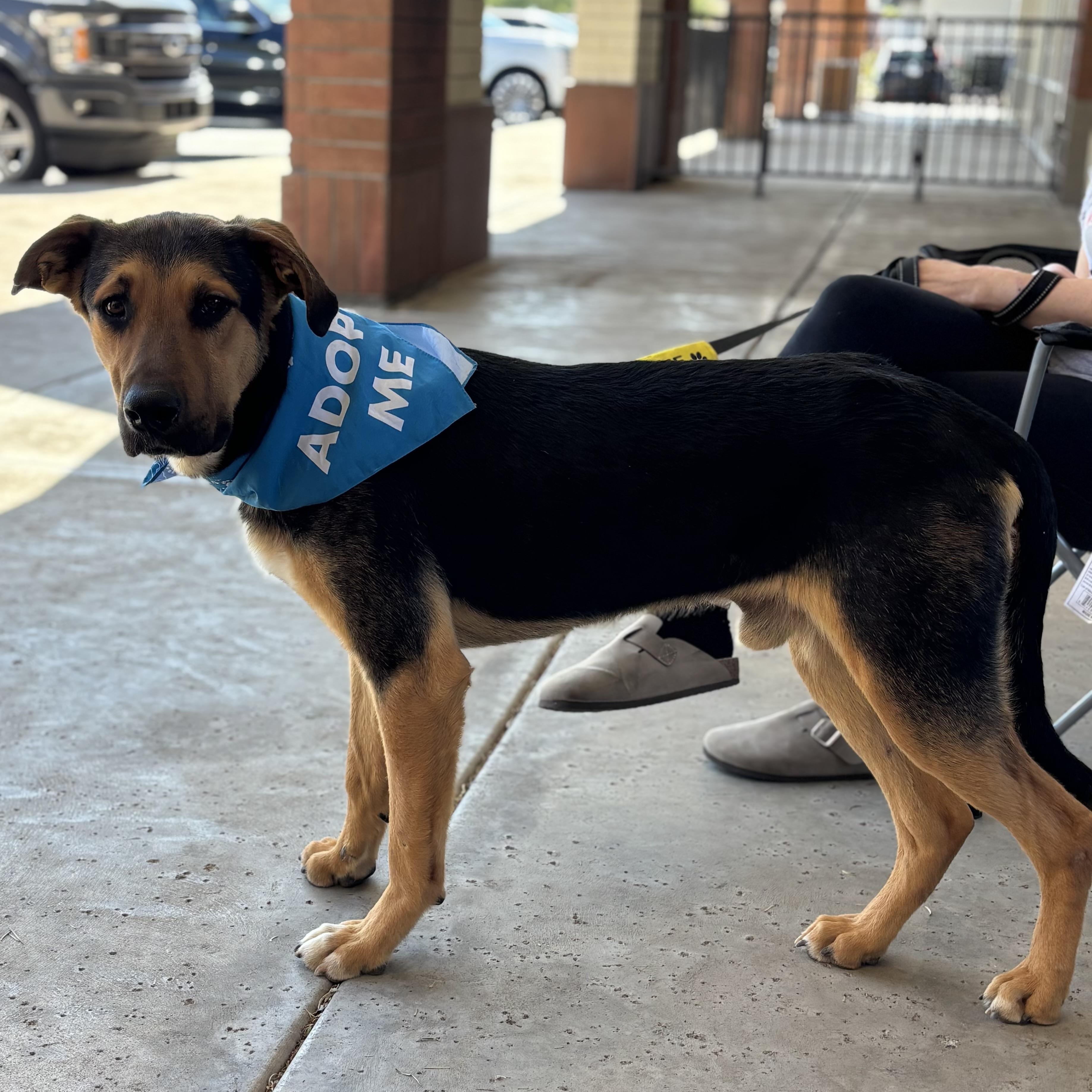 Enlarge Moose, an adopted mixed breed in Phoenix, AZ image 3/6