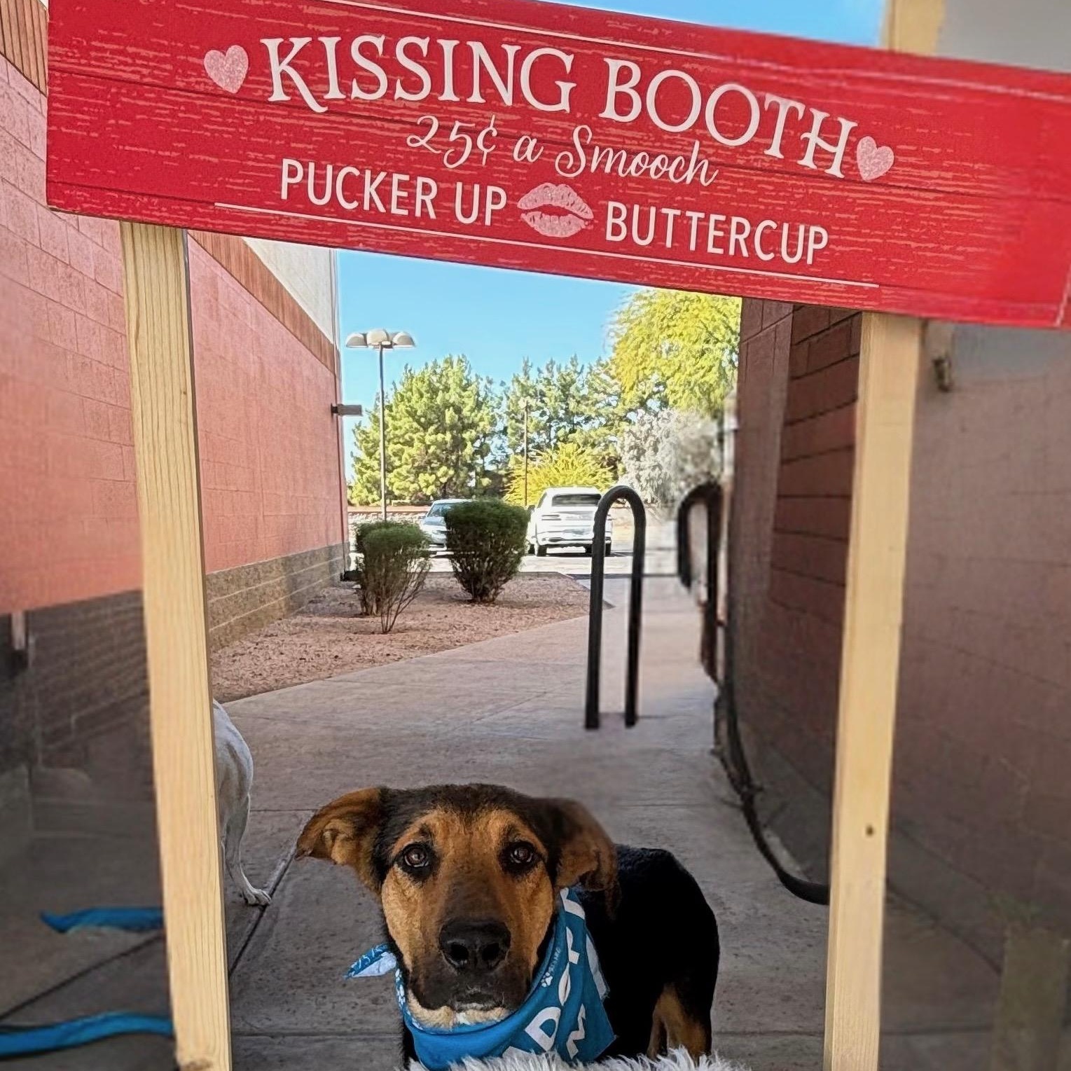 Enlarge Moose, an adopted mixed breed in Phoenix, AZ image 5/6