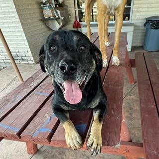 Enlarge Lucky, a ADOPTABLE mixed breed in Mission, TX image 4/5