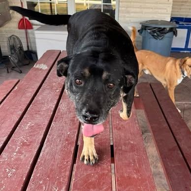 Enlarge Lucky, a ADOPTABLE mixed breed in Mission, TX image 5/5