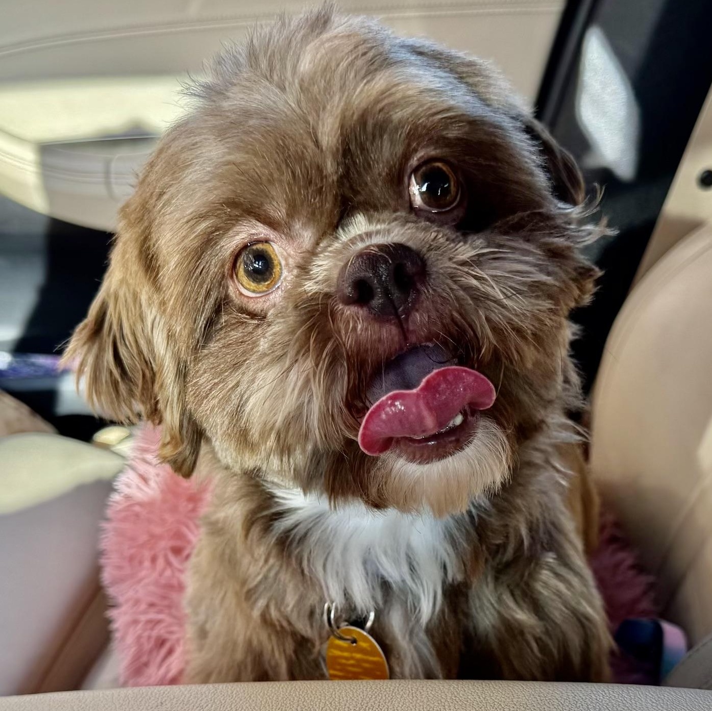 Teeka Miller, adopted, Adult Female Shih Tzu.