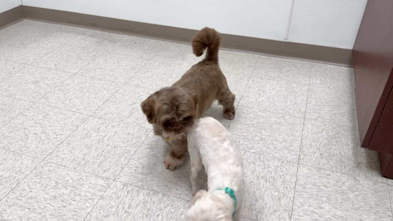 Enlarge Teeka Miller, an adopted Shih Tzu in Plano, TX video 2/2