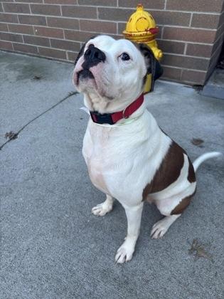 Enlarge Faith, a Adoptable mixed breed in Cincinnati, OH image 1/3