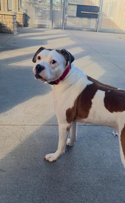 Enlarge Faith, a Adoptable mixed breed in Cincinnati, OH image 2/3