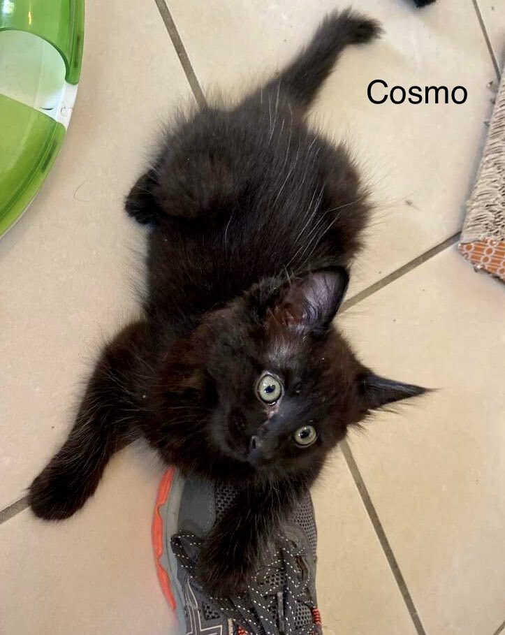 Enlarge Cosmo, a Adopted Domestic Short Hair in Mabank, TX image 1/2