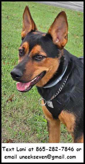 Radar, a Adoptable Rat Terrier image 1/3