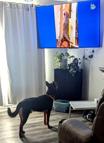 Radar, a Adoptable Rat Terrier image 2/3