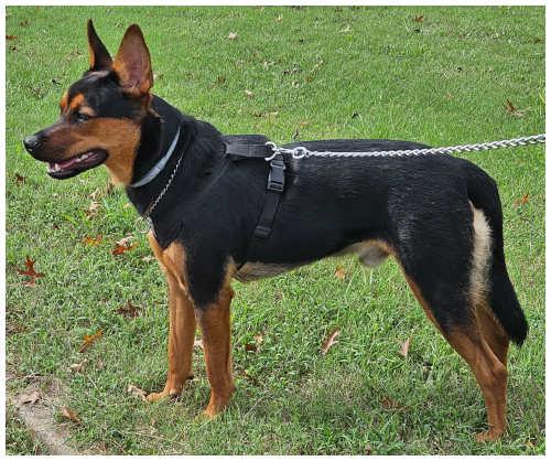 Radar, a Adoptable Rat Terrier image 3/3