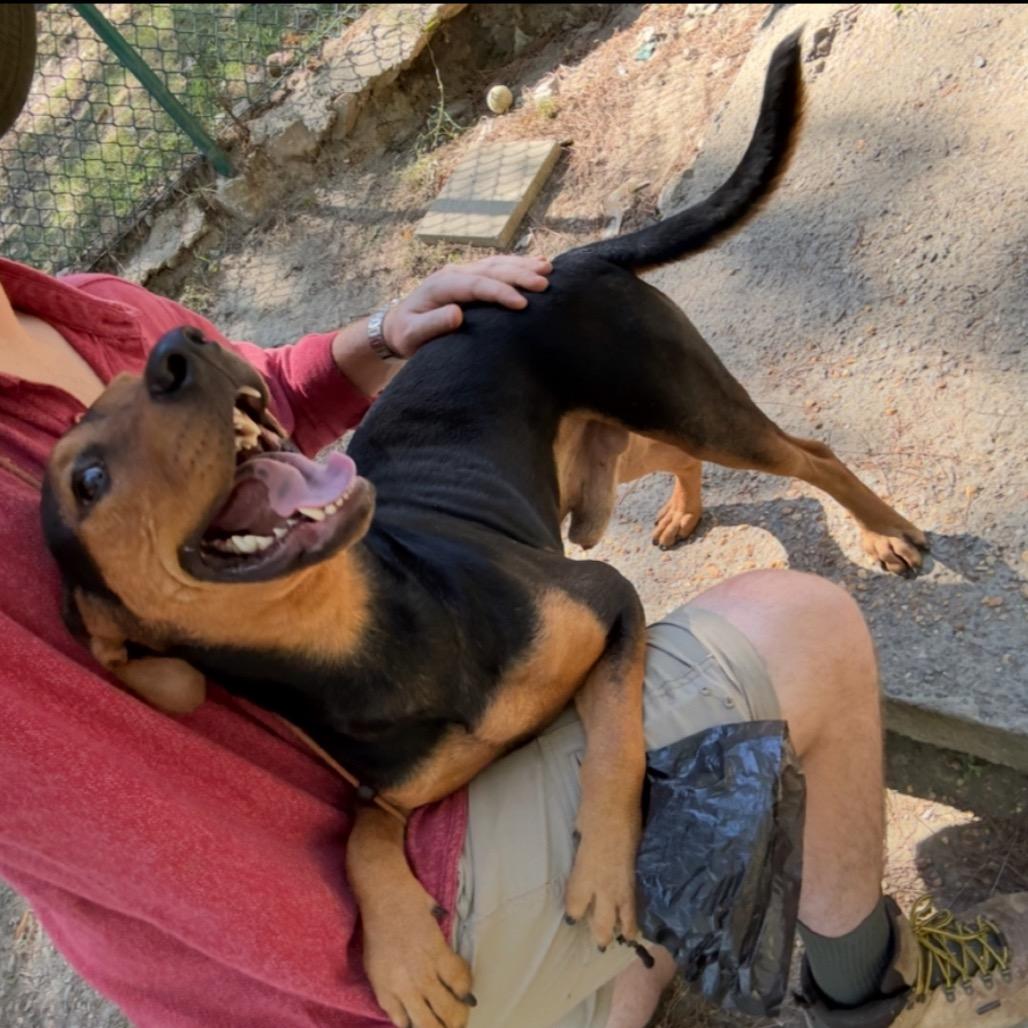 Geoff, a Adoptable mixed breed in Little Rock, AR image 1/5