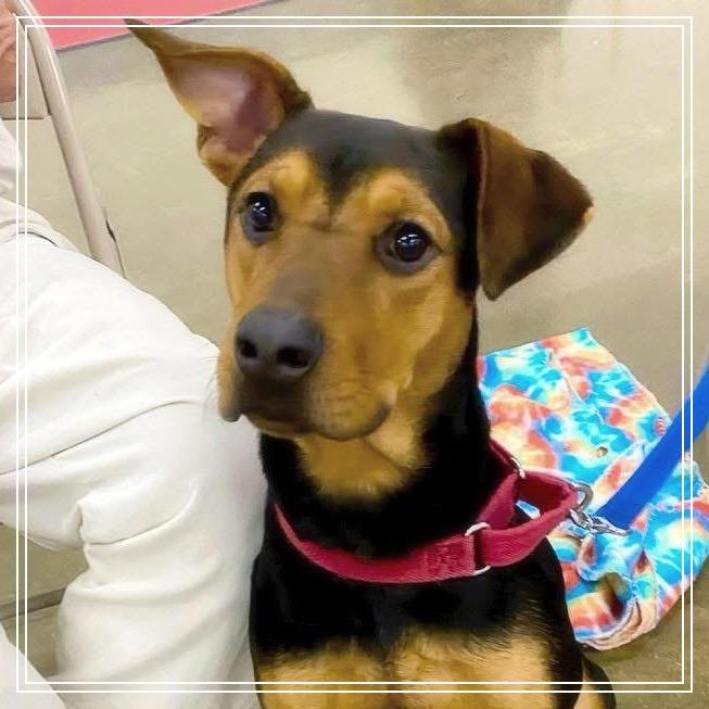 Enlarge Geoff, a Adoptable mixed breed in Little Rock, AR image 1/1