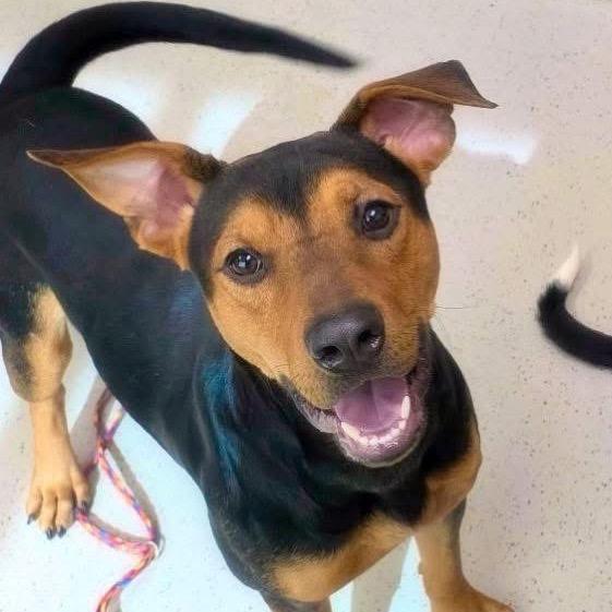 Geoff, Adoptable, Young Male German Pinscher & Mixed Breed.