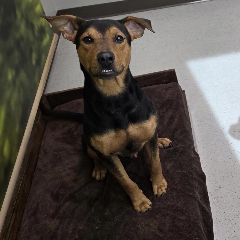 Geoff, a Adoptable mixed breed in Little Rock, AR image 4/5