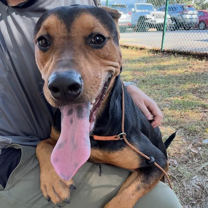 Geoff, a Adoptable mixed breed in Little Rock, AR image 5/5