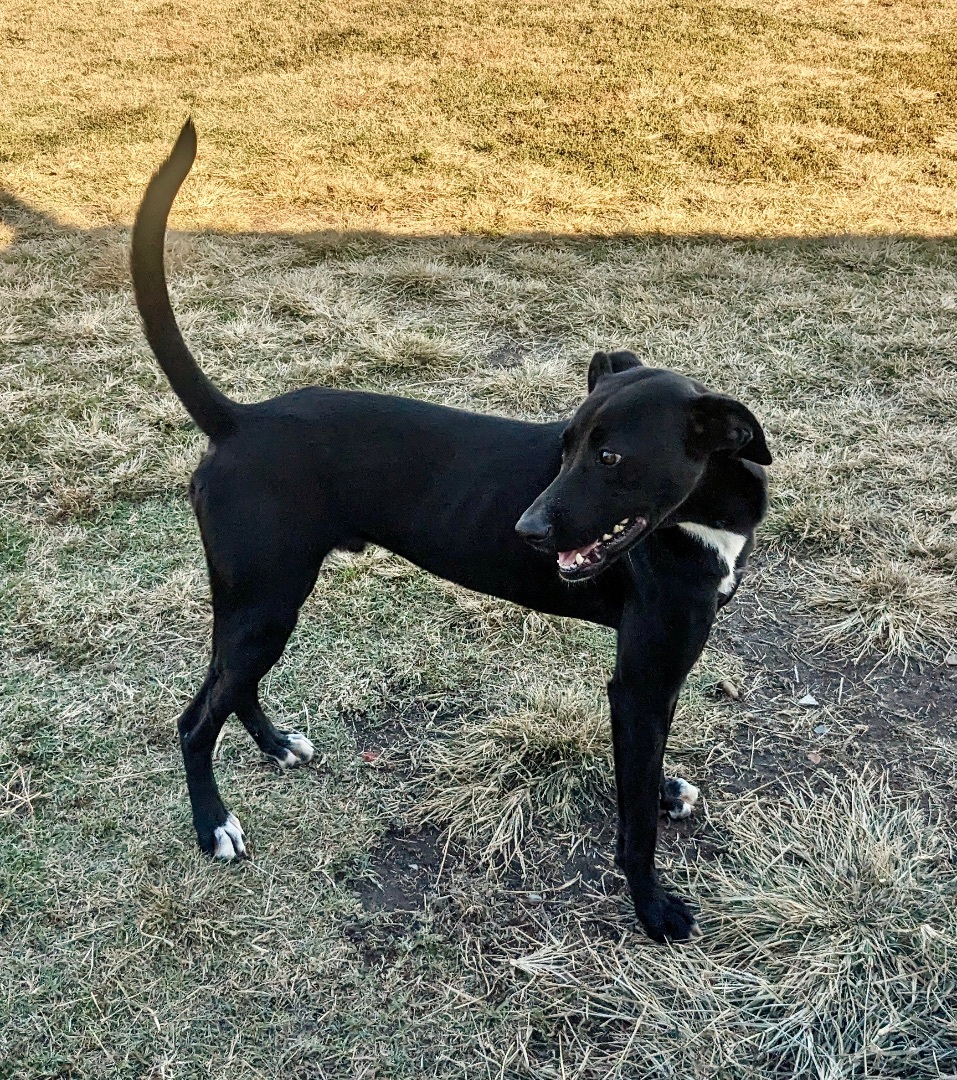 Axel, a Adoptable mixed breed in Manchester, NH image 2/4