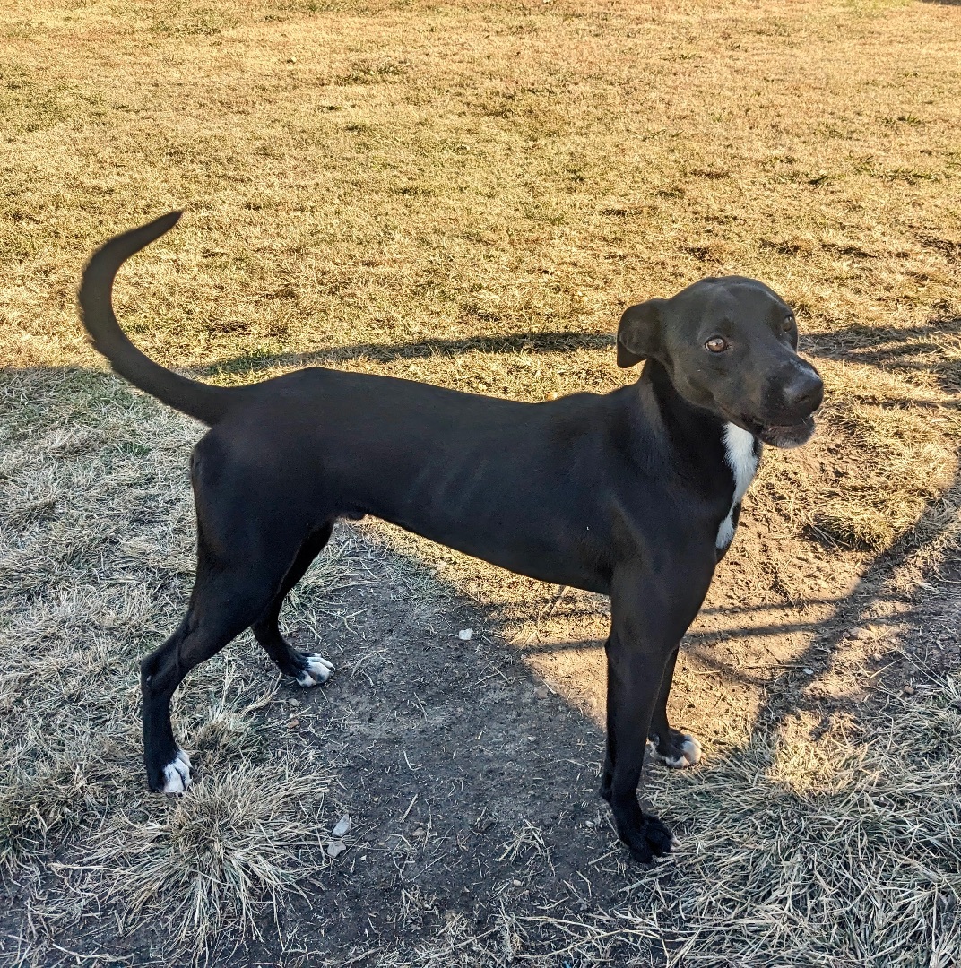 Axel, a Adoptable mixed breed in Manchester, NH image 3/4
