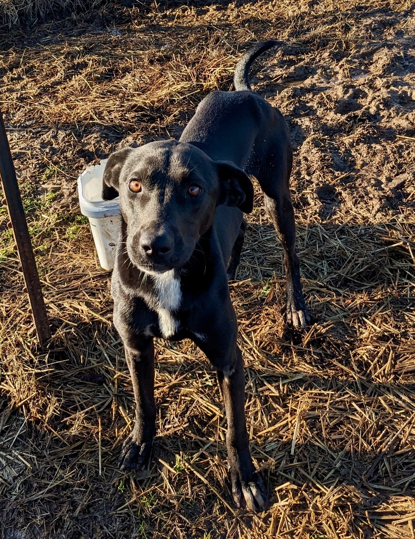 Axel, a Adoptable mixed breed in Manchester, NH image 4/4