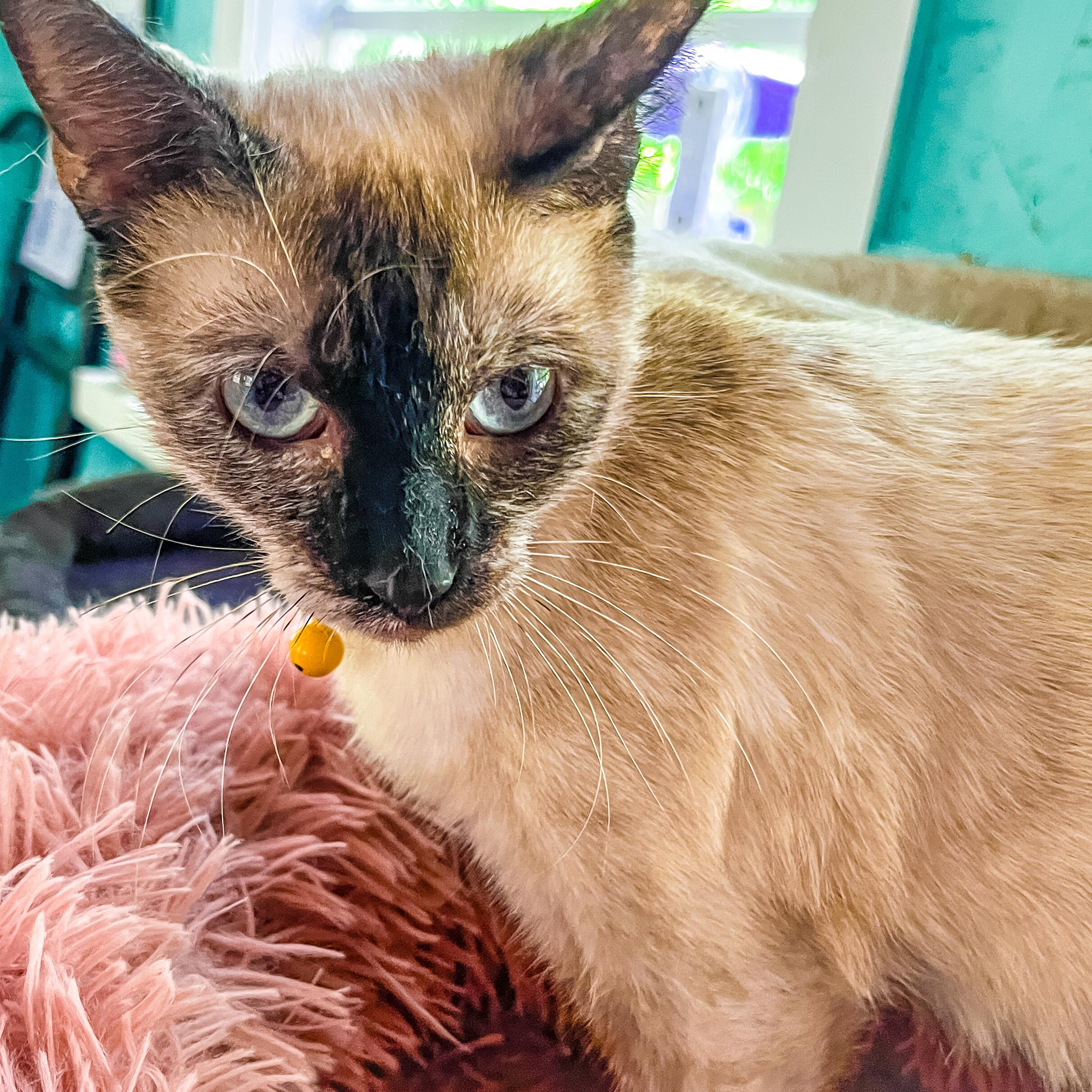 Juniper, a Adopted mixed breed in Sherman, TX image 3/6