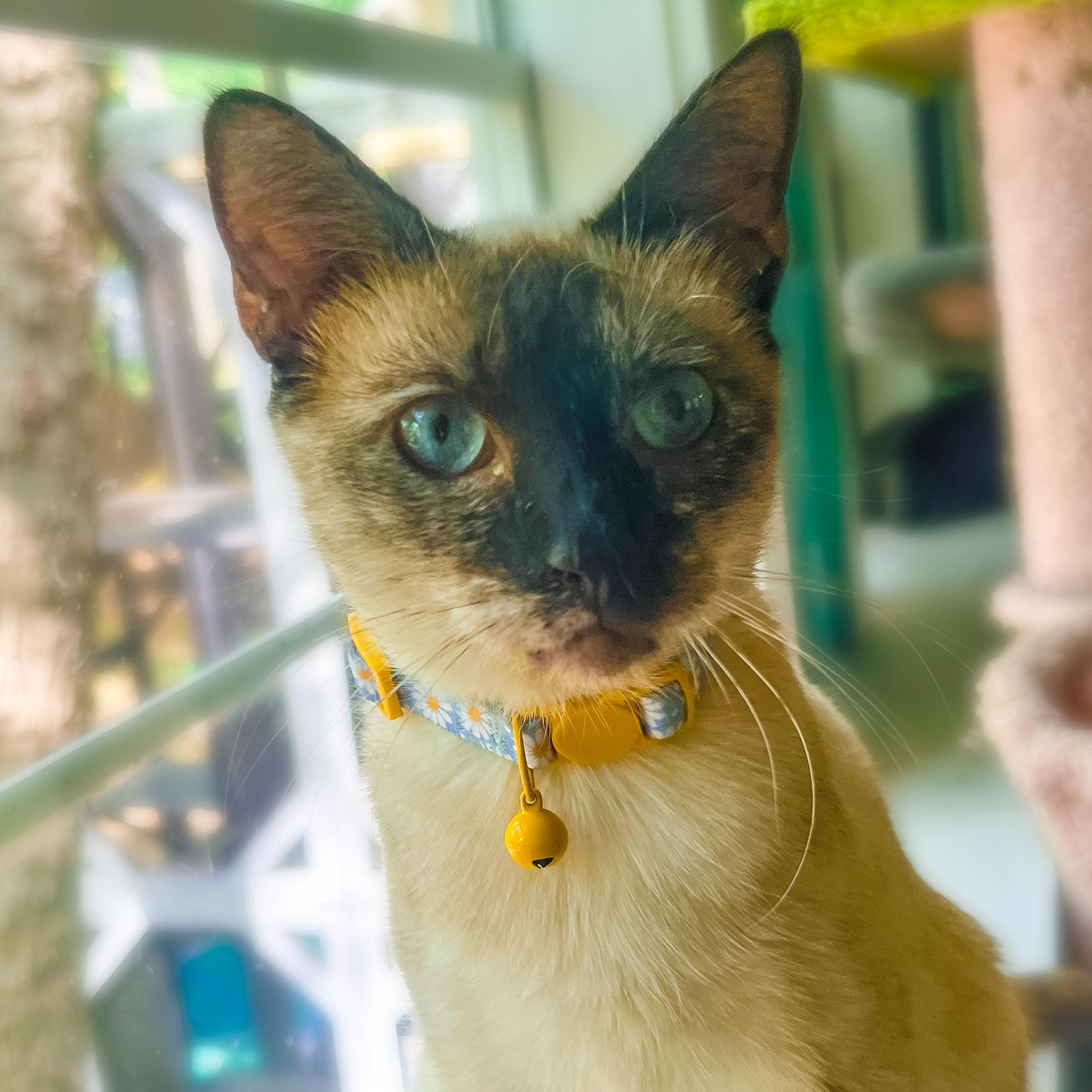 Juniper, a Adopted mixed breed in Sherman, TX image 4/6