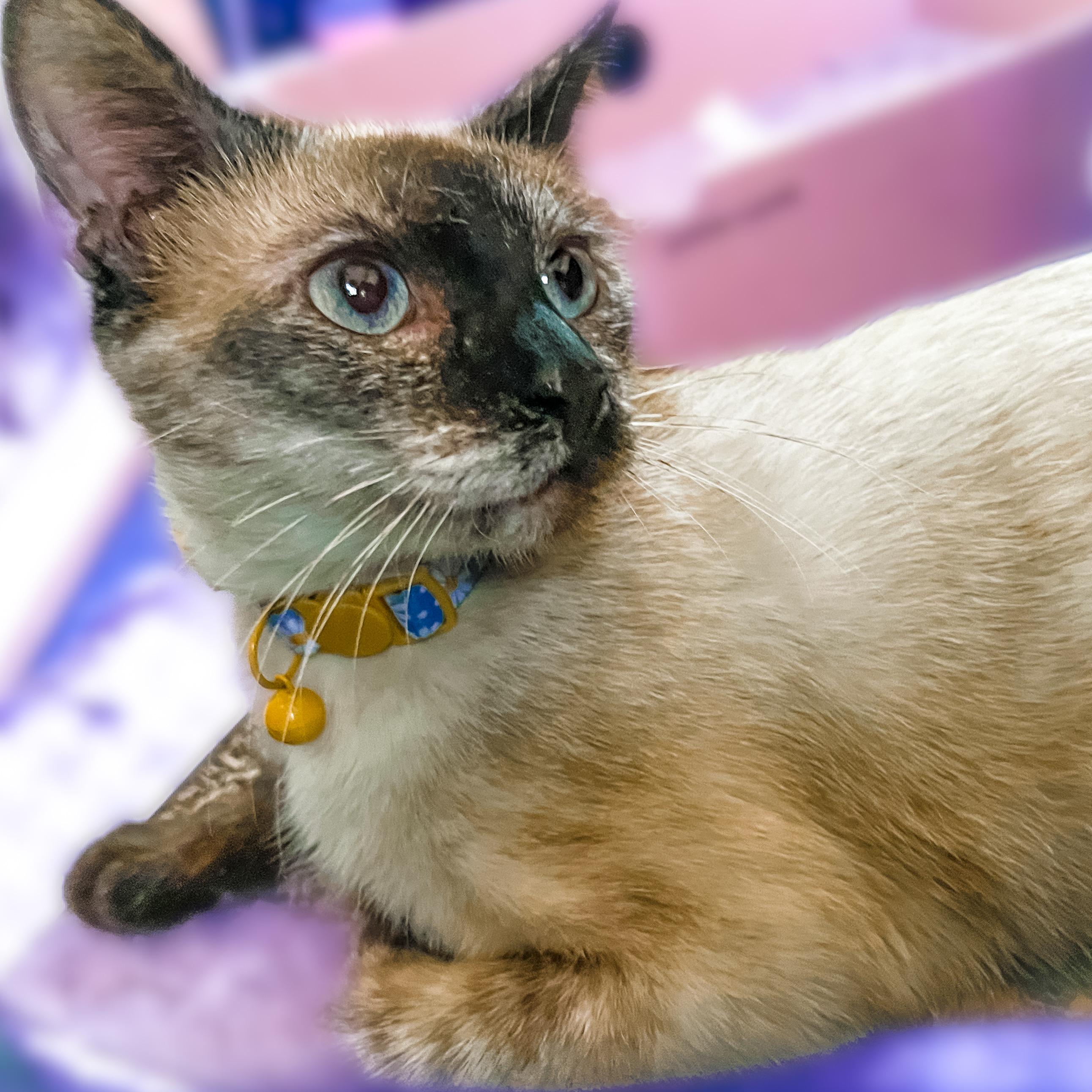 Juniper, a Adopted mixed breed in Sherman, TX image 5/6